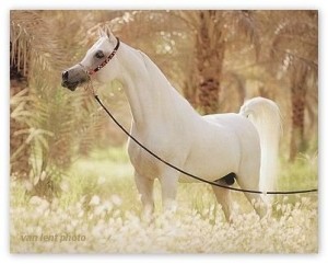 Purebred Arabian stallion - note the perfect conformation: dish face, strong graceful neck, low withers, short back, smooth muscles, high tail - a true equine king!